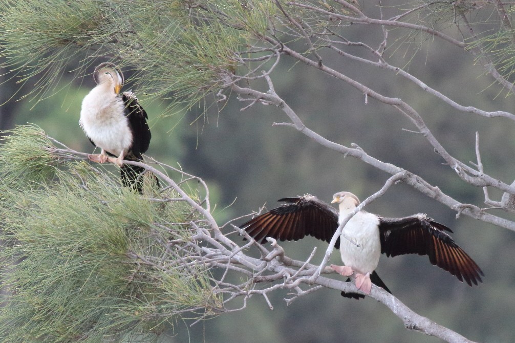 Australasian Darter - Paul Lynch