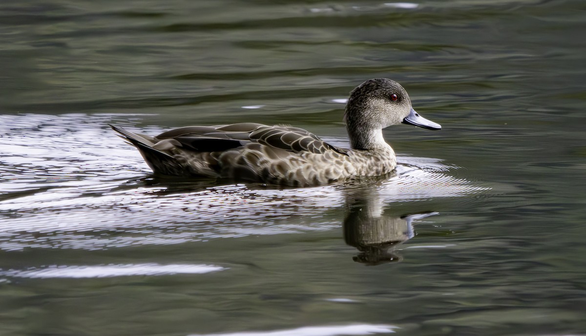 Gray Teal - Rebel Warren and David Parsons