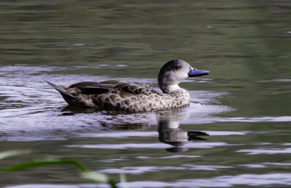 Gray Teal - Rebel Warren and David Parsons