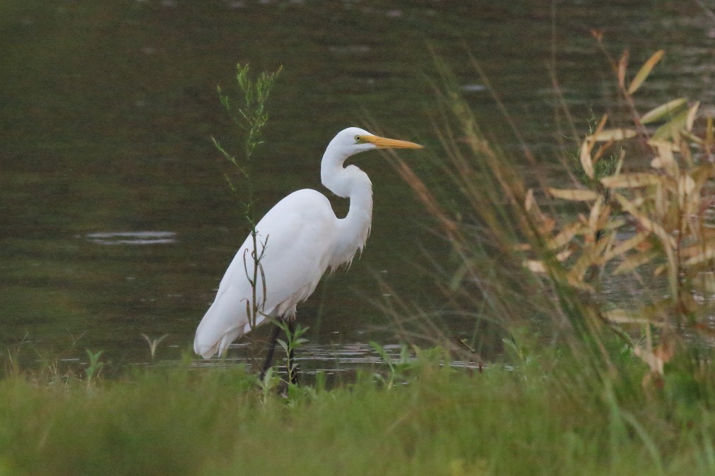 Great Egret (modesta) - Paul Lynch