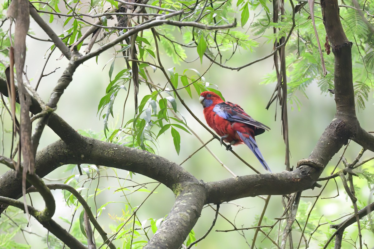 Crimson Rosella - Ken Crawley