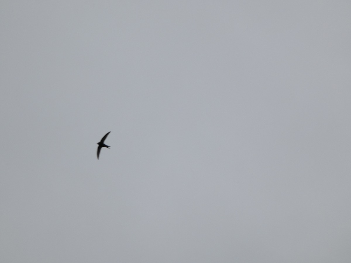 Common Swift - ML619517603