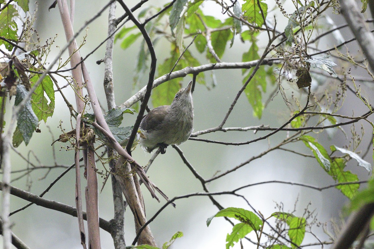 Gray Shrikethrush - ML619517604