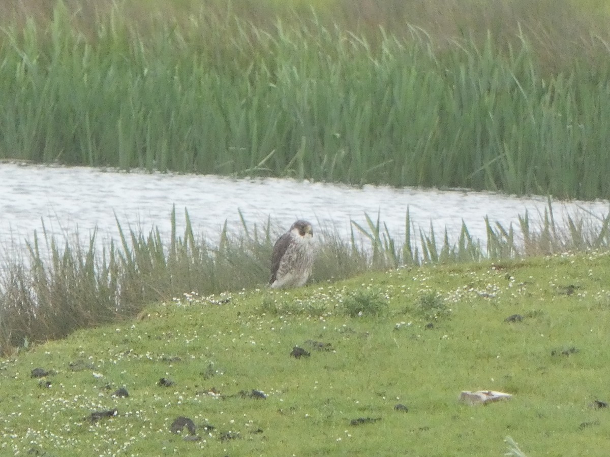 Peregrine Falcon - Chris Gibbs