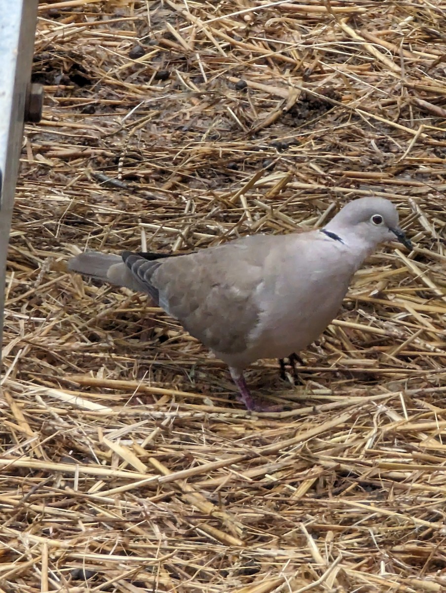 Eurasian Collared-Dove - ML619517610