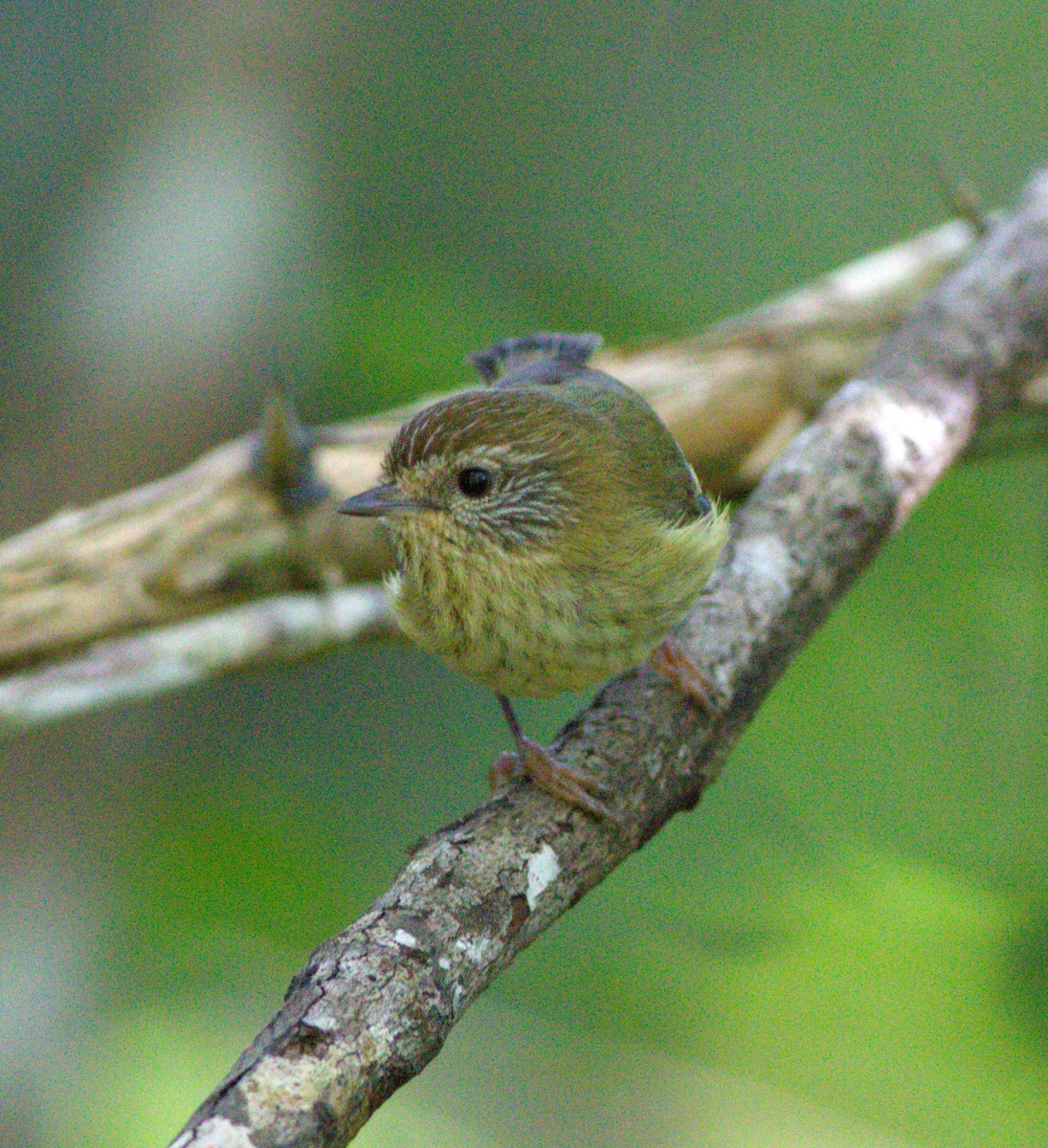 Striated Thornbill - ML619517612