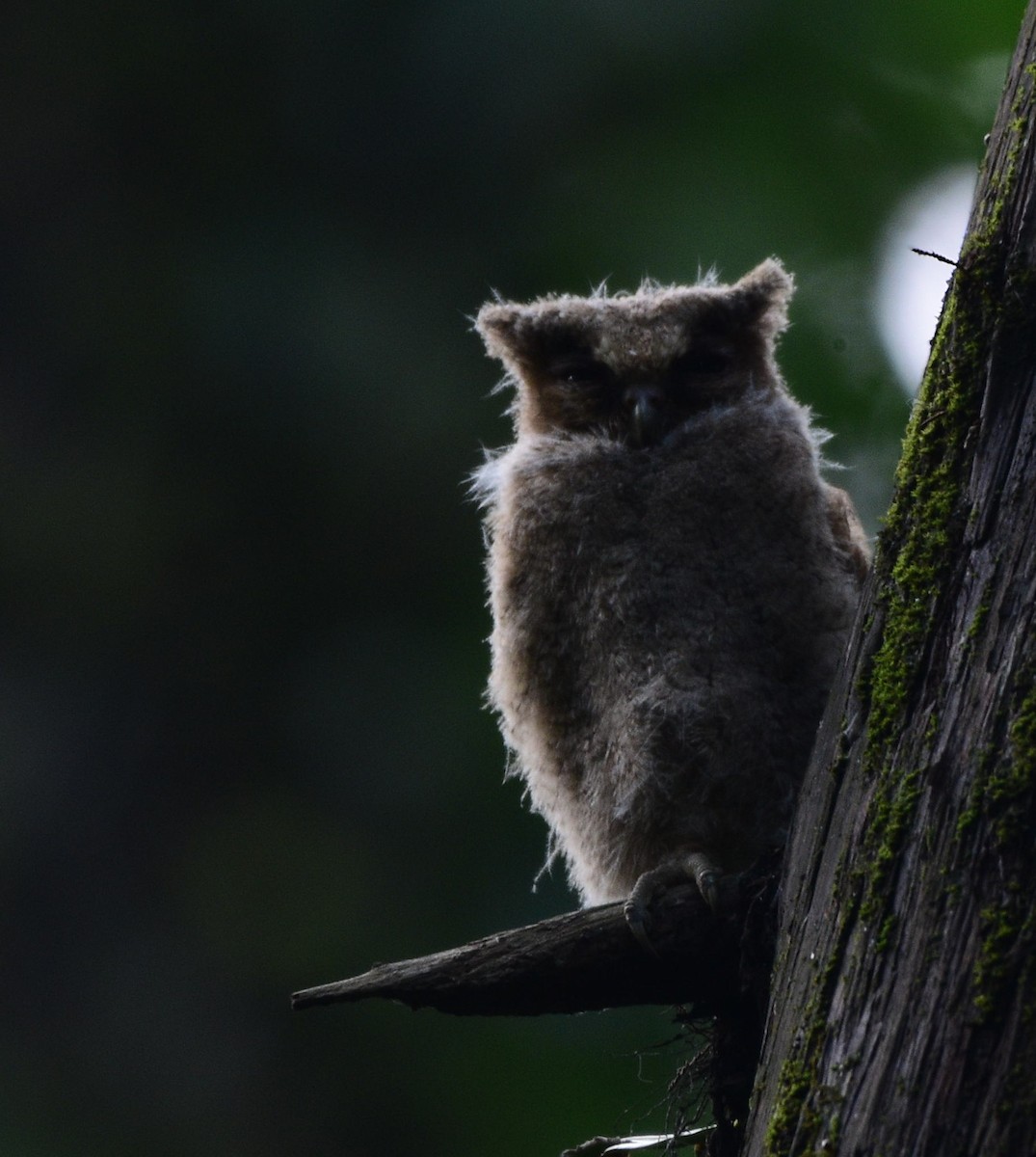 Collared Scops-Owl - Dibyendu Saha