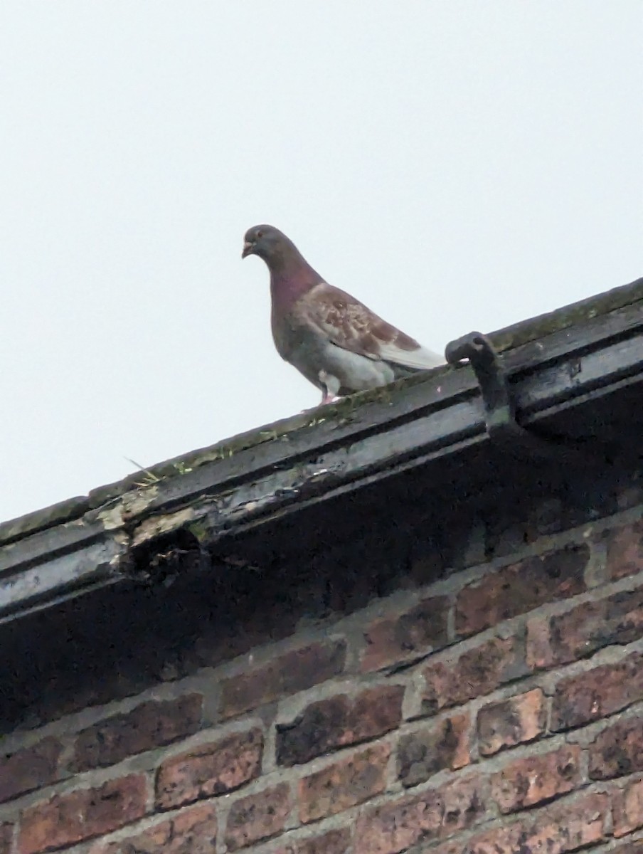 Rock Pigeon (Feral Pigeon) - ML619517615