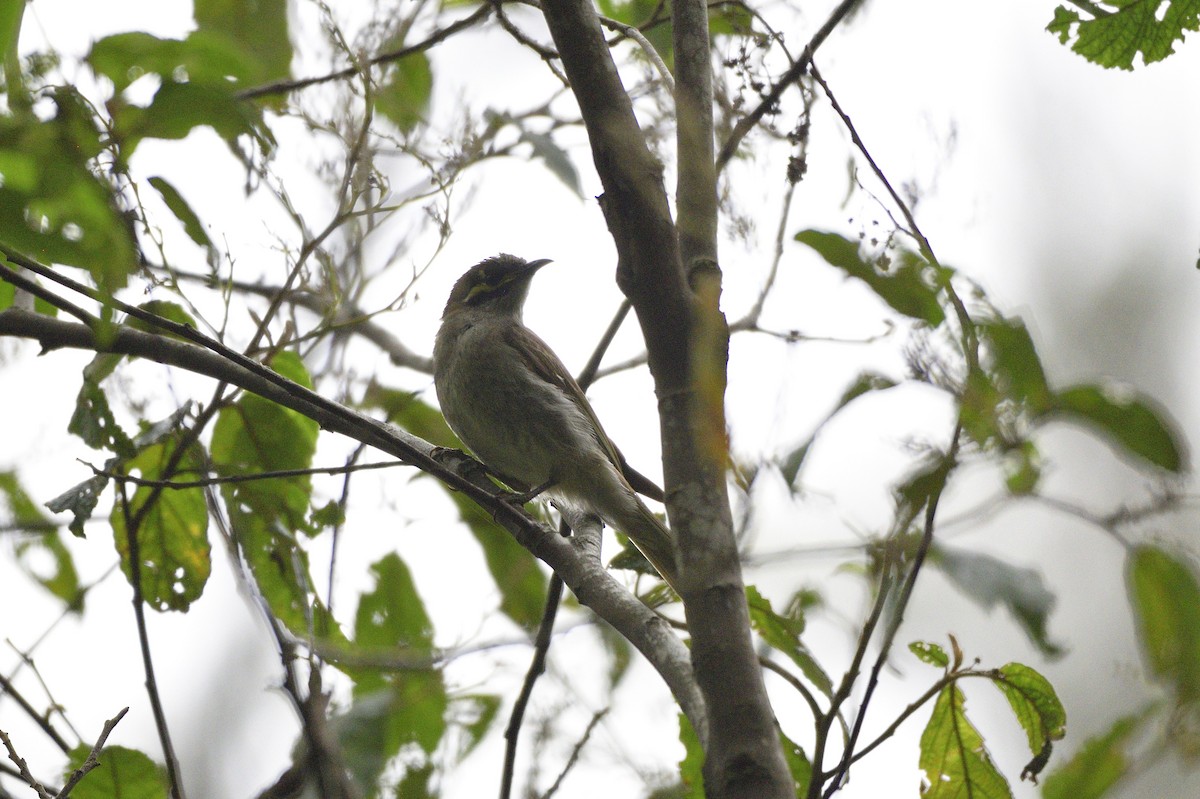 Yellow-faced Honeyeater - Ken Crawley