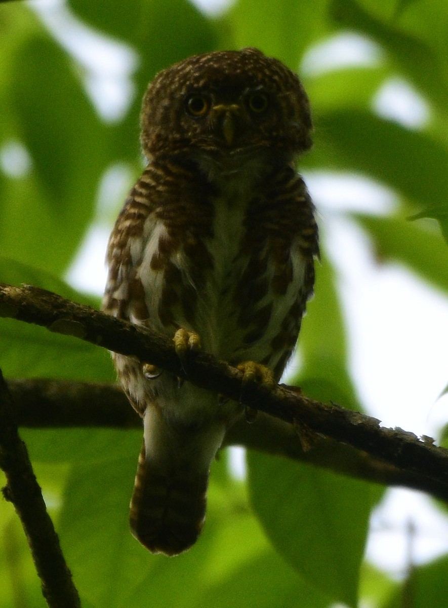 Collared Owlet - Dibyendu Saha