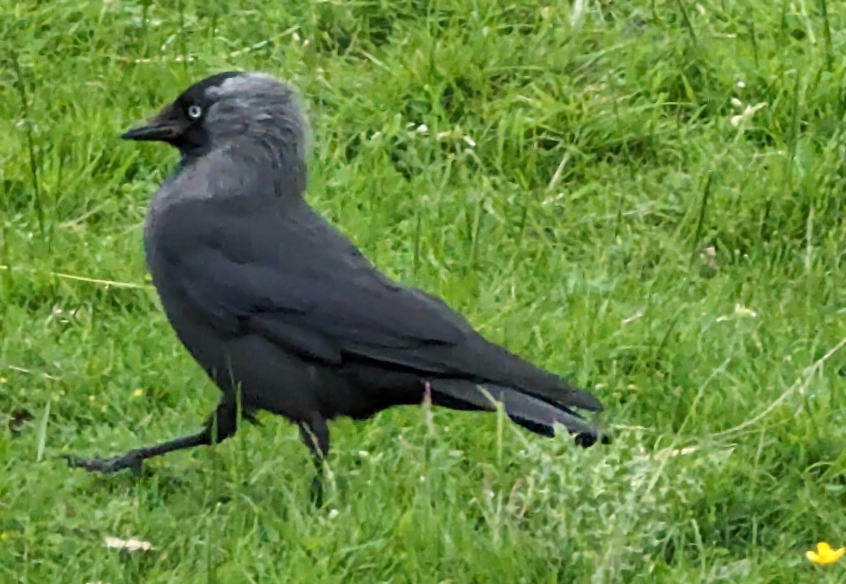 Eurasian Jackdaw - Jennifer Wilson-Pines