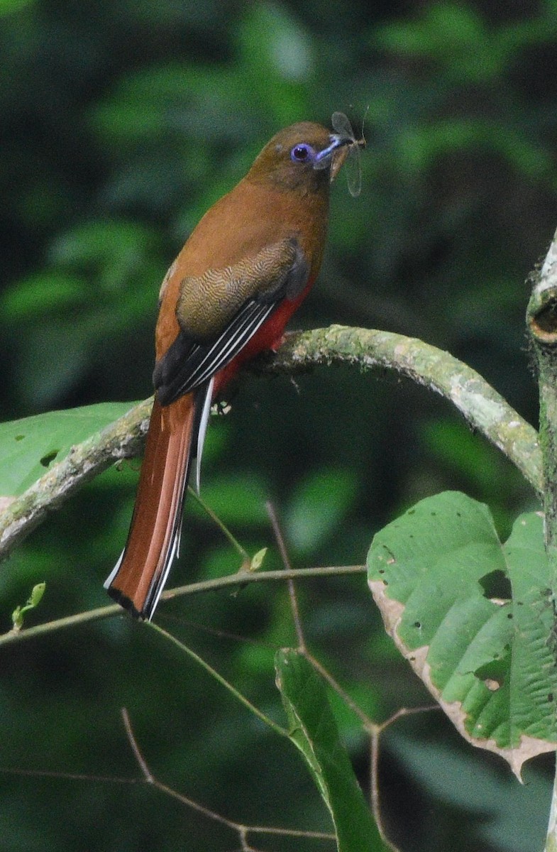 trogon rudohlavý - ML619517623