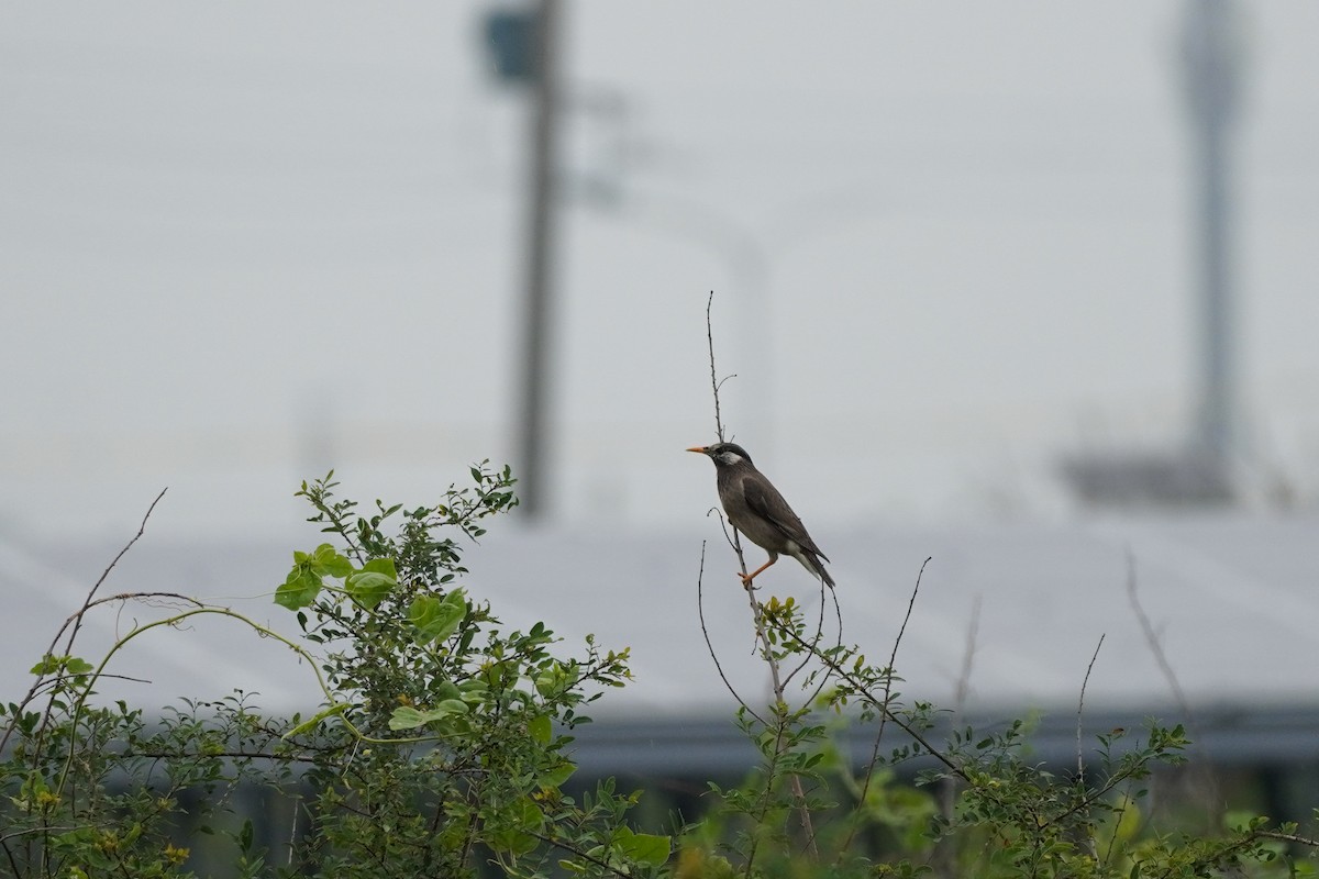 White-cheeked Starling - Shih-Chun Huang