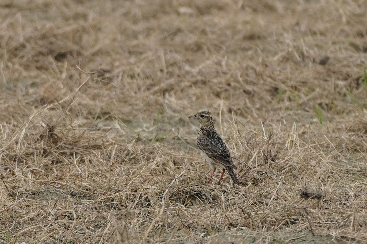 Oriental Skylark - Shih-Chun Huang