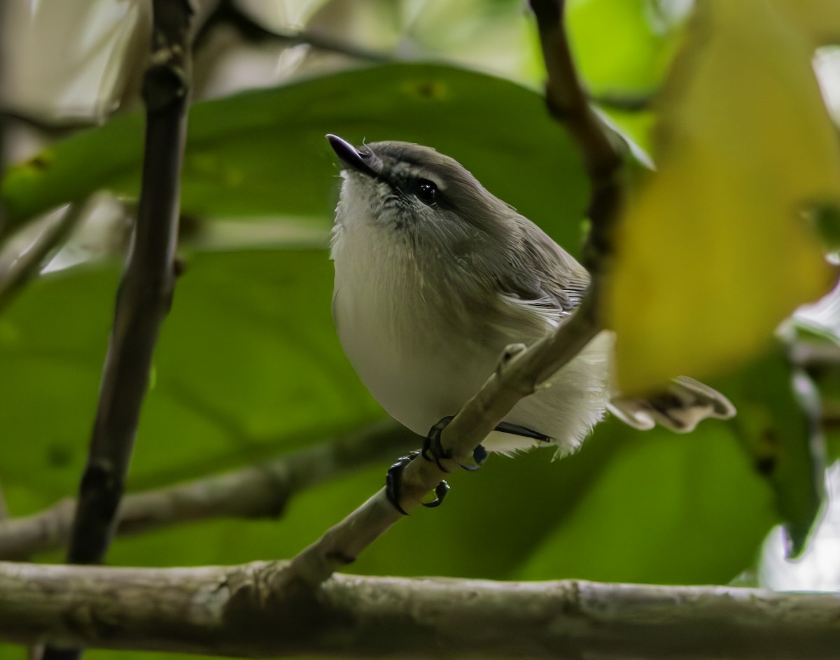 Brown Gerygone - Rebel Warren and David Parsons