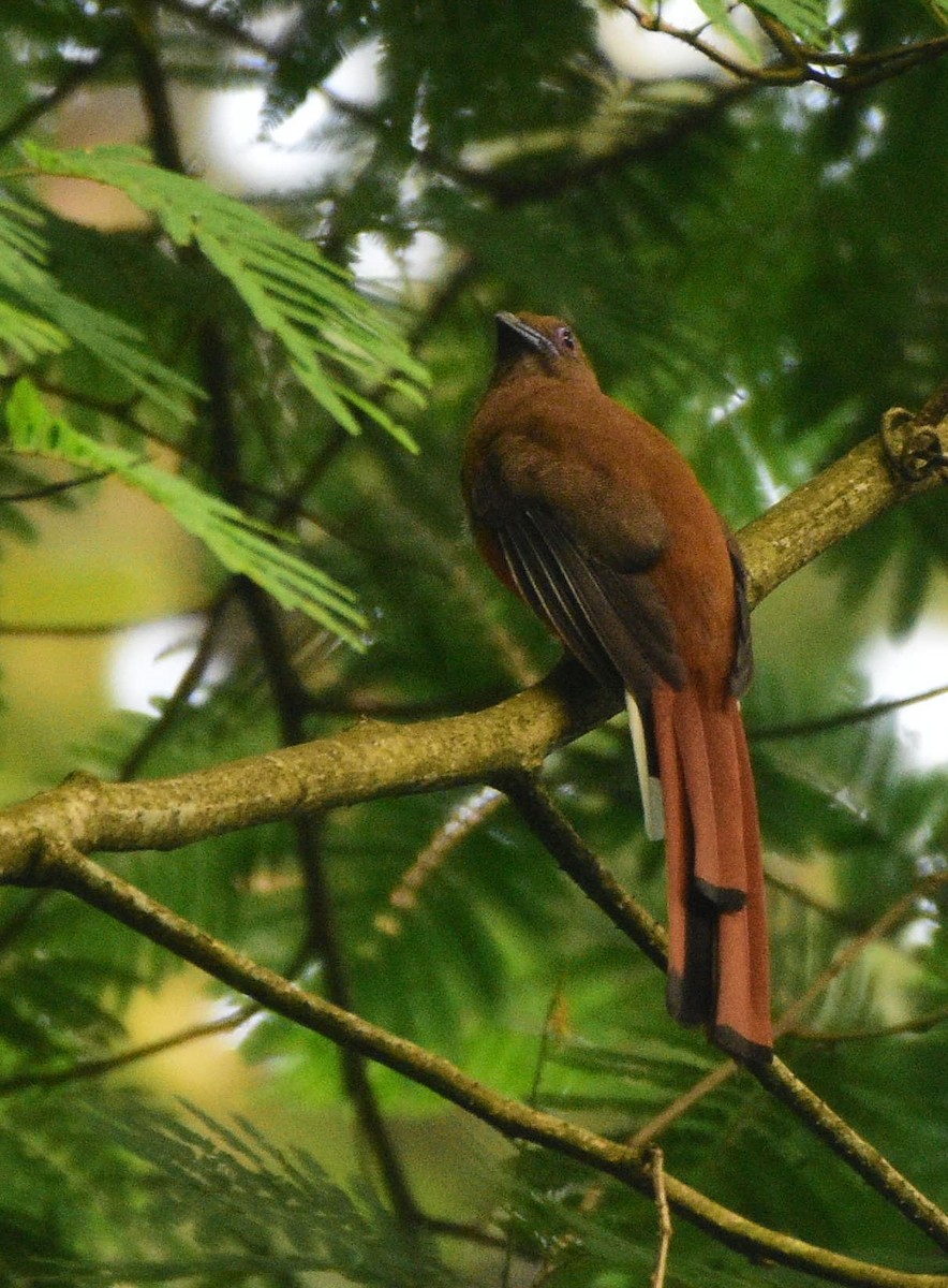 Kırmızı Başlı Trogon - ML619517634