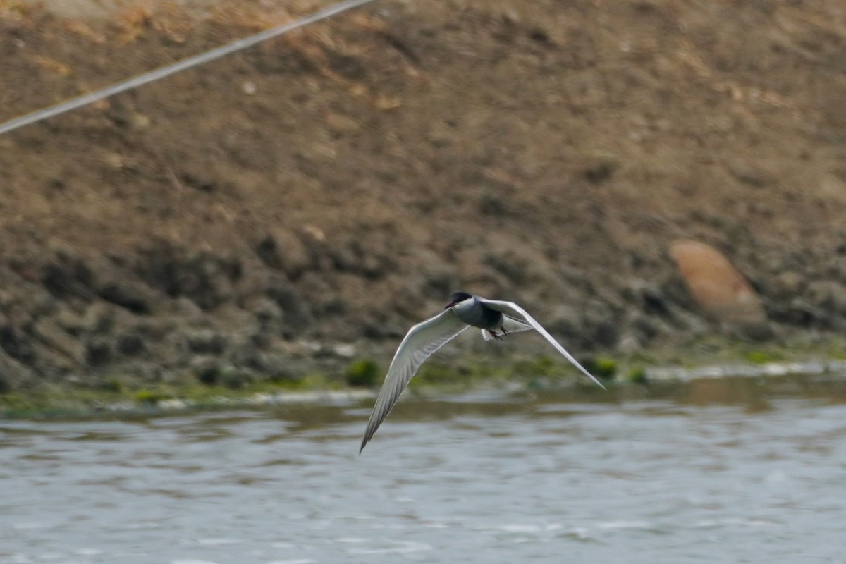 Whiskered Tern - Shih-Chun Huang