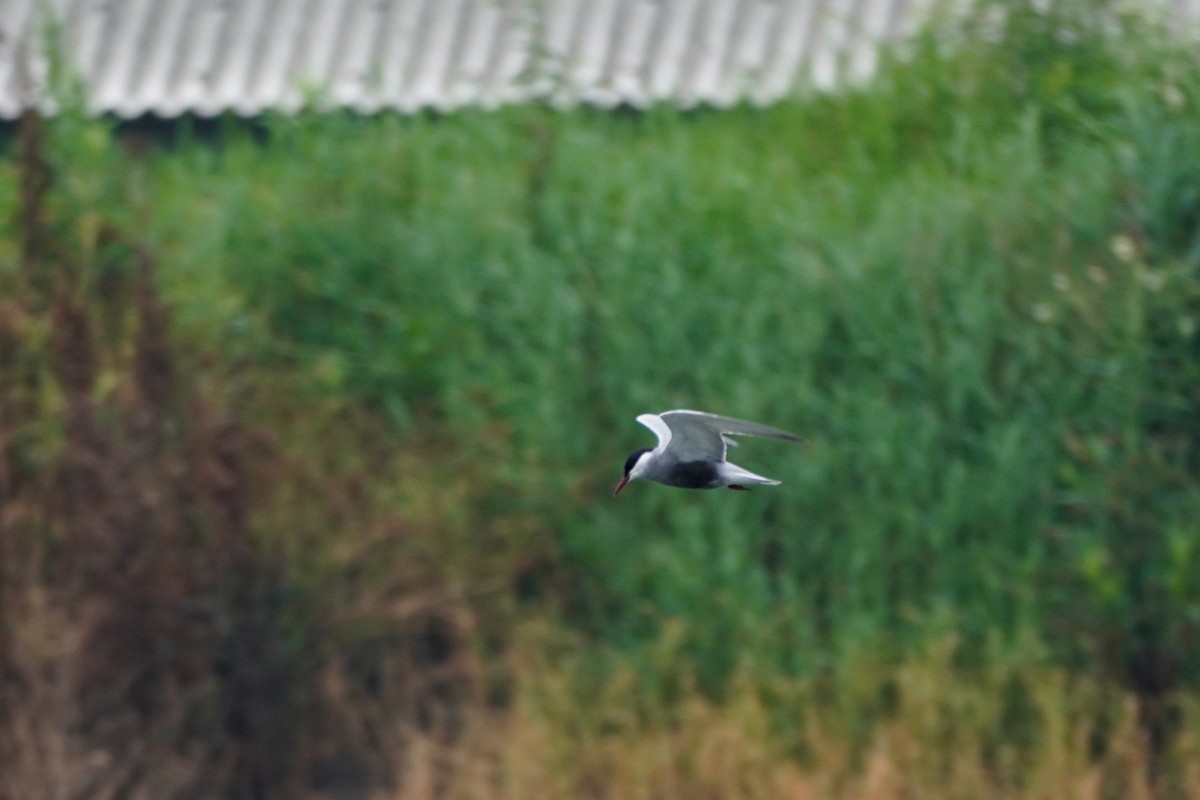 Whiskered Tern - Shih-Chun Huang