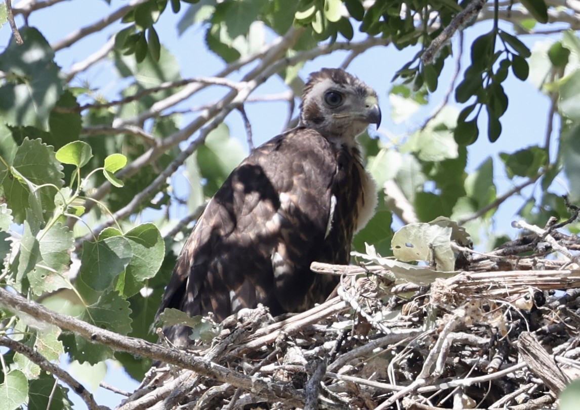 Red-tailed Hawk - larry nigro