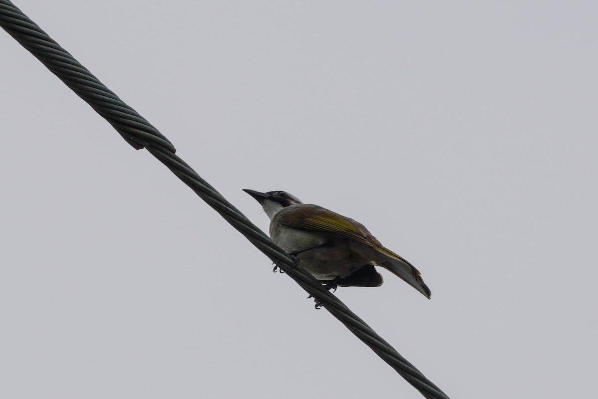 Light-vented Bulbul - Shih-Chun Huang