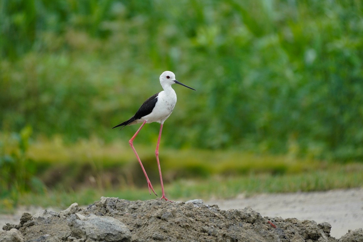 Black-winged Stilt - Shih-Chun Huang