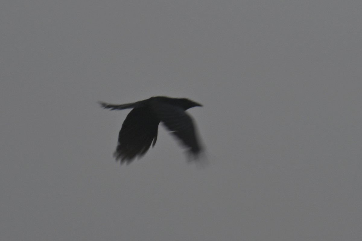 Hair-crested Drongo - Ting-Wei (廷維) HUNG (洪)