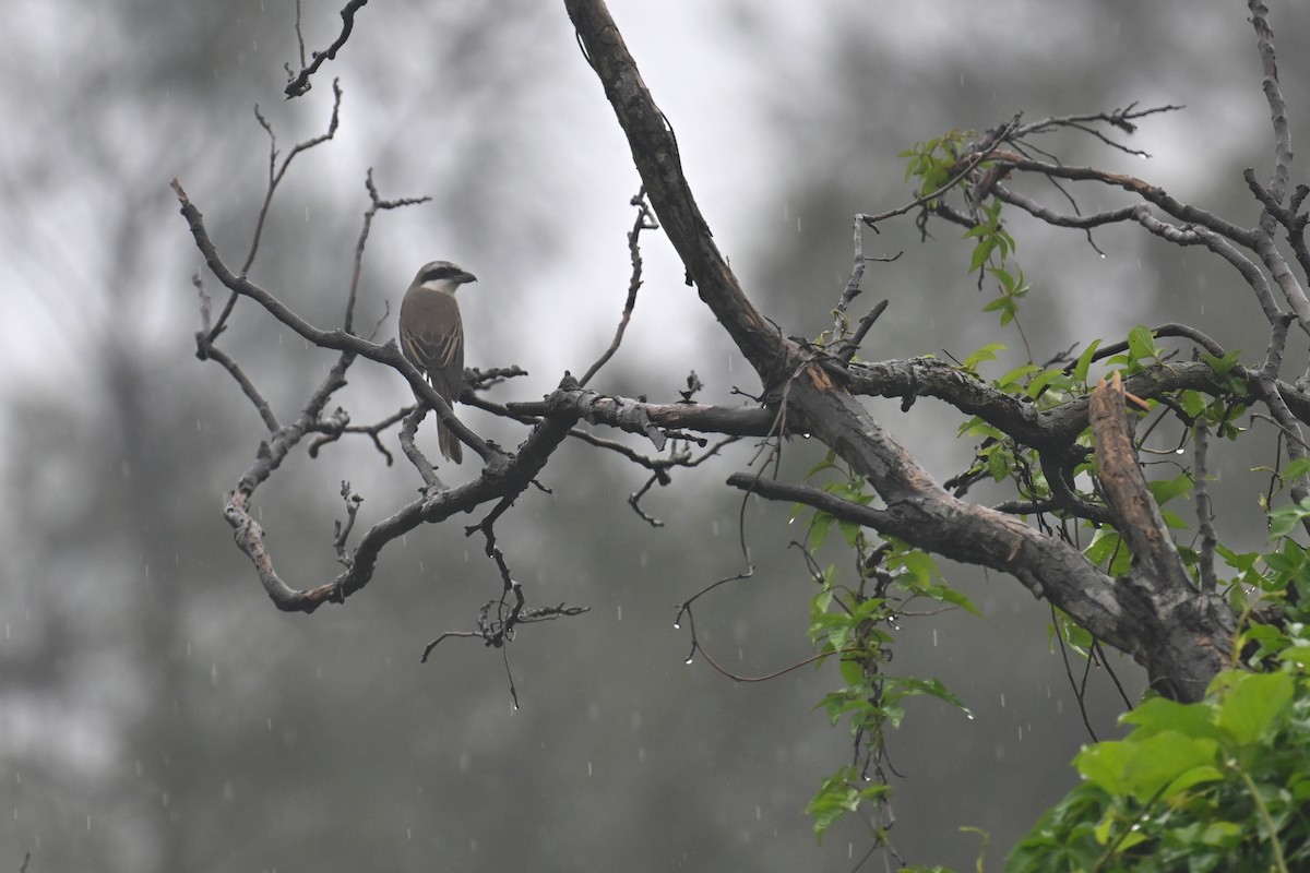 Brown Shrike - Ting-Wei (廷維) HUNG (洪)