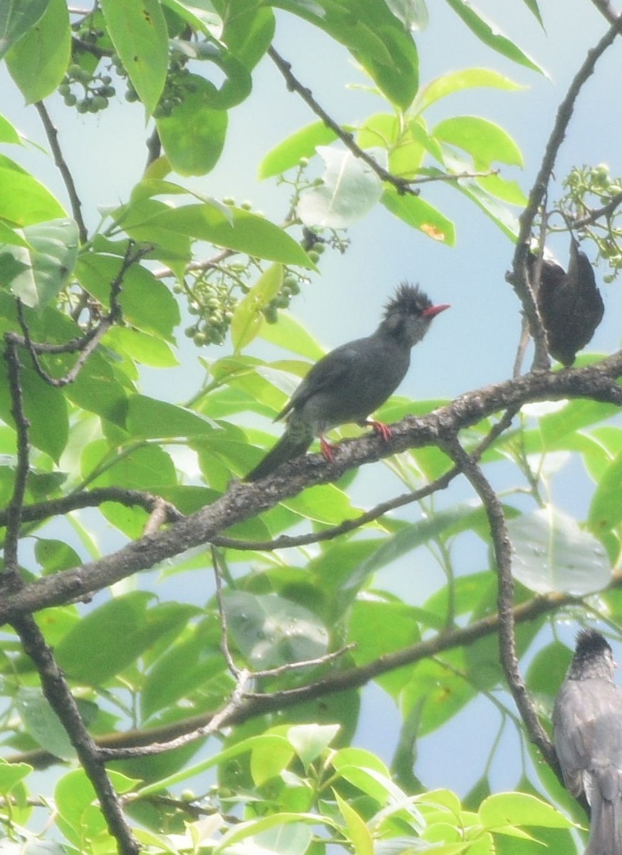 Bulbul Negro - ML619517655