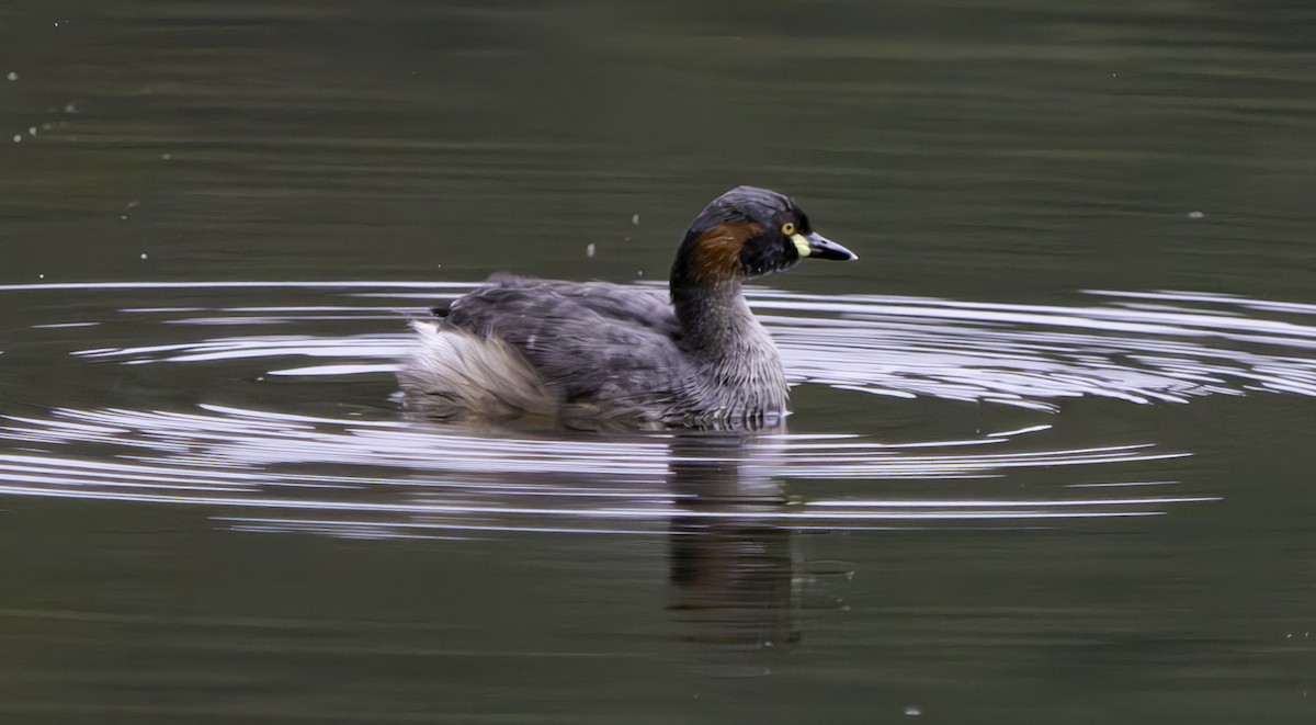 Australasian Grebe - Rebel Warren and David Parsons