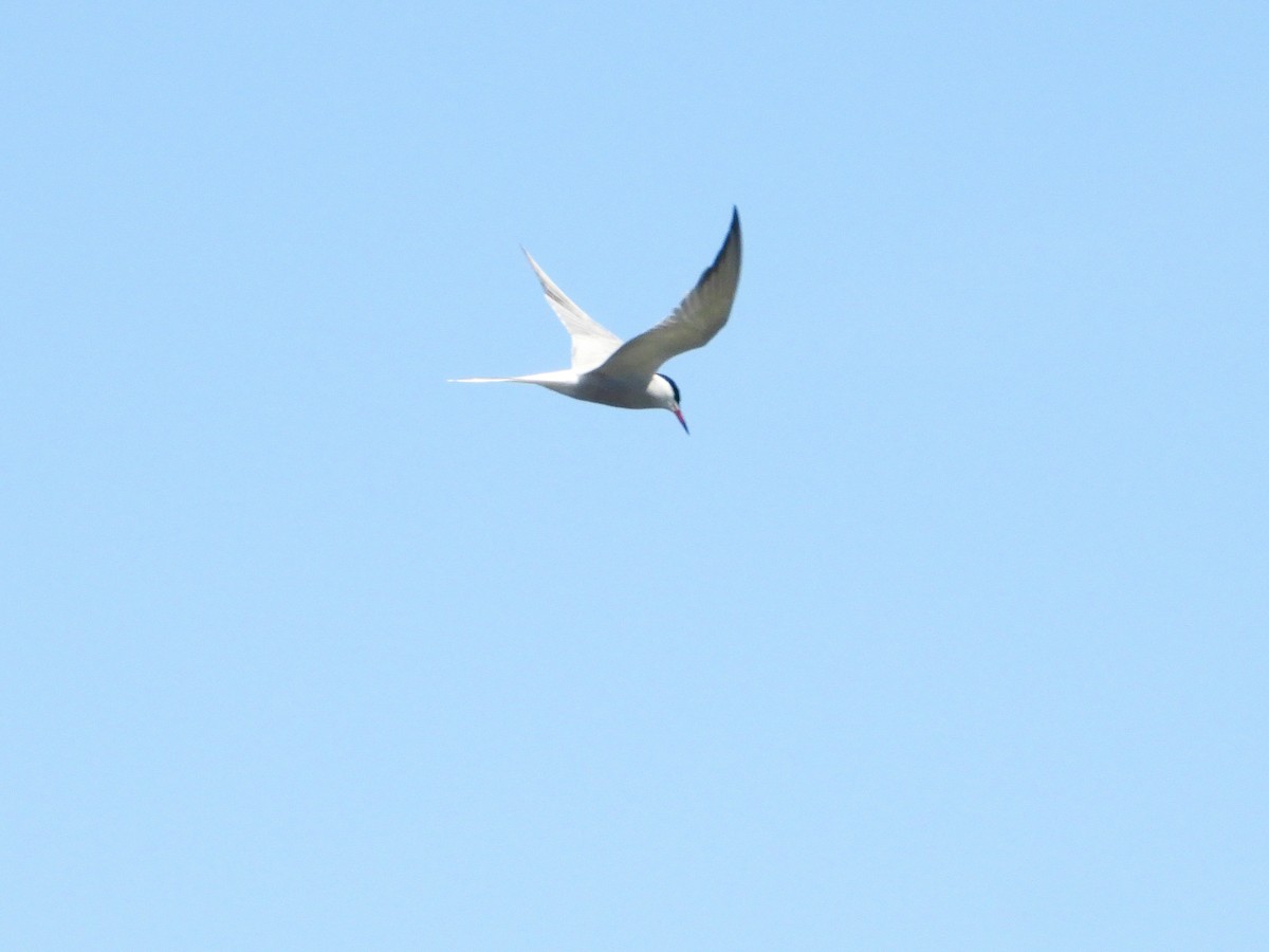 Common Tern - Martin Rheinheimer