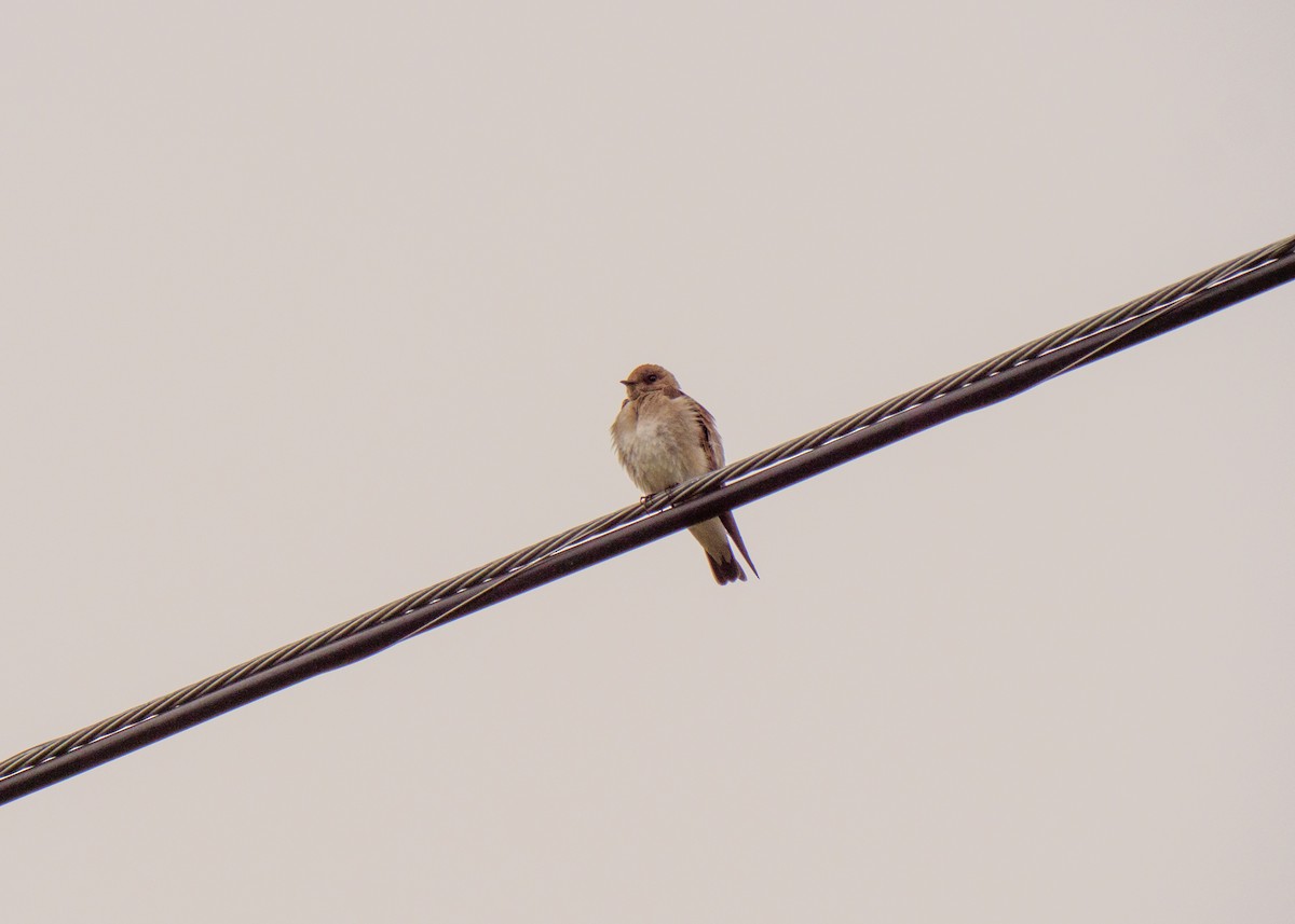 Northern Rough-winged Swallow - Larry Joseph