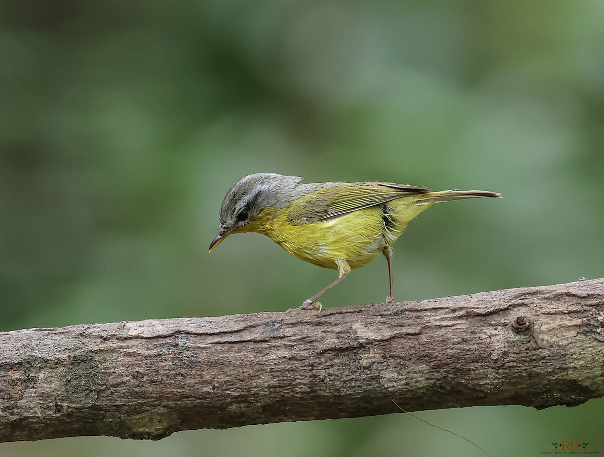 Gray-hooded Warbler - Rajeev Bisht