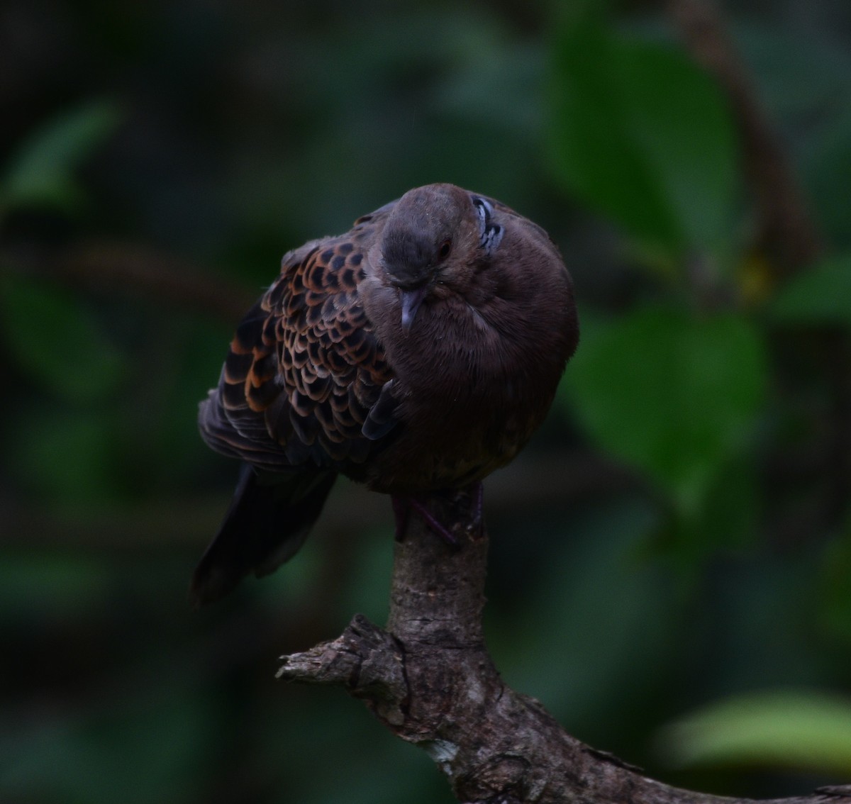 Oriental Turtle-Dove - Dibyendu Saha