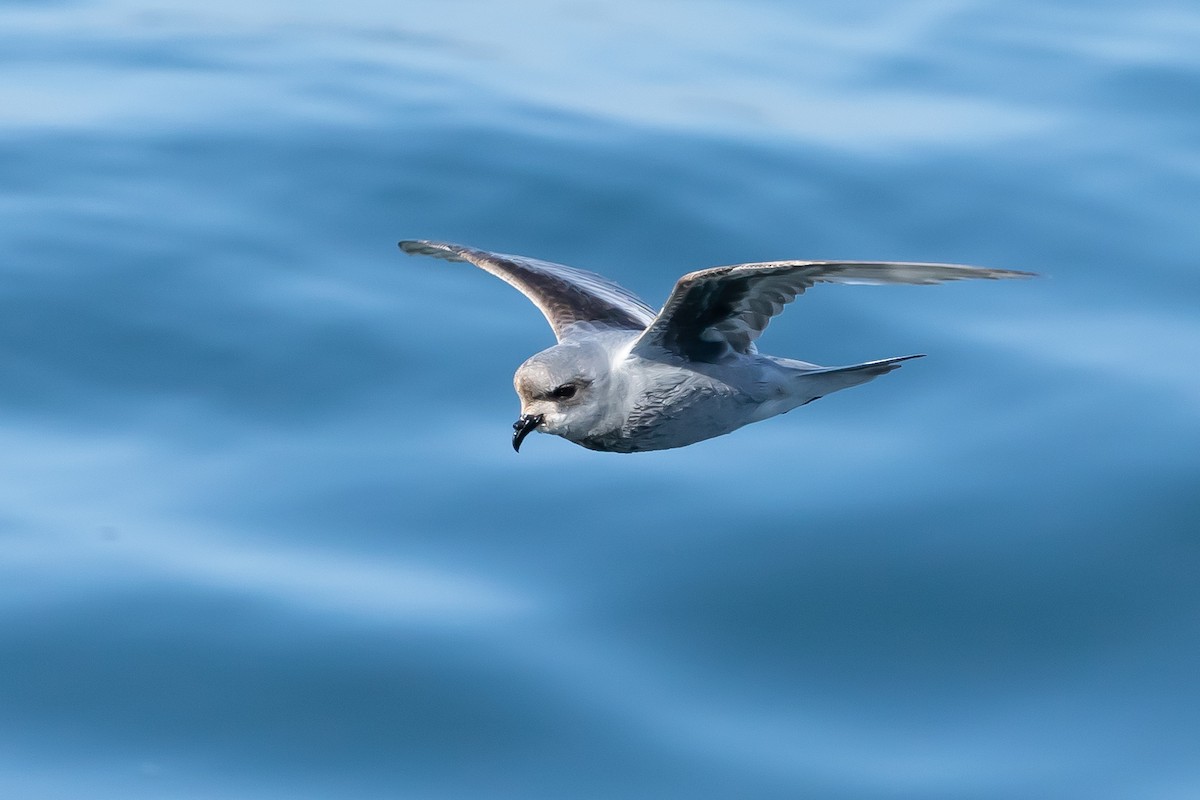 Fork-tailed Storm-Petrel - ML619517671