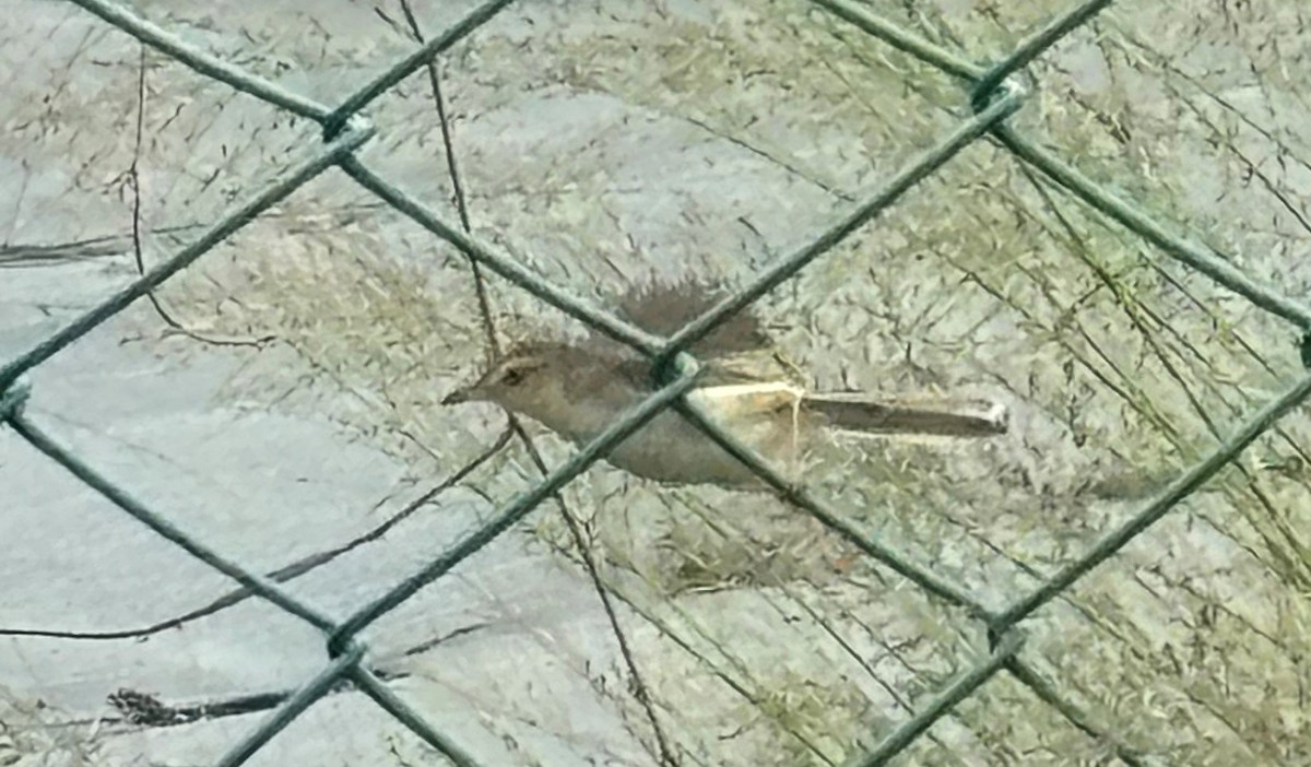 Plain Prinia - MIAOLING HSIEH