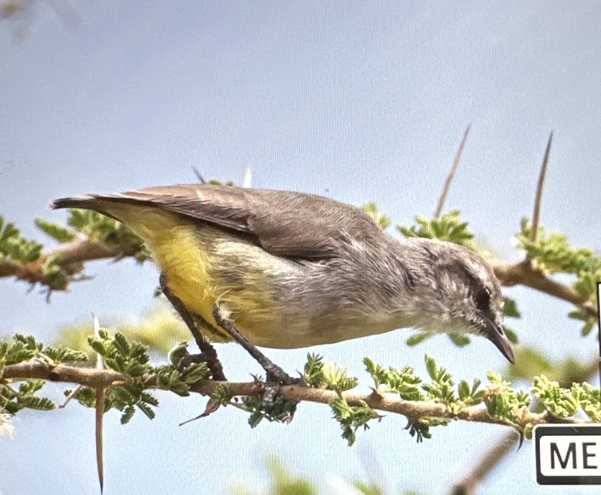 Érémomèle à croupion jaune - ML619517676