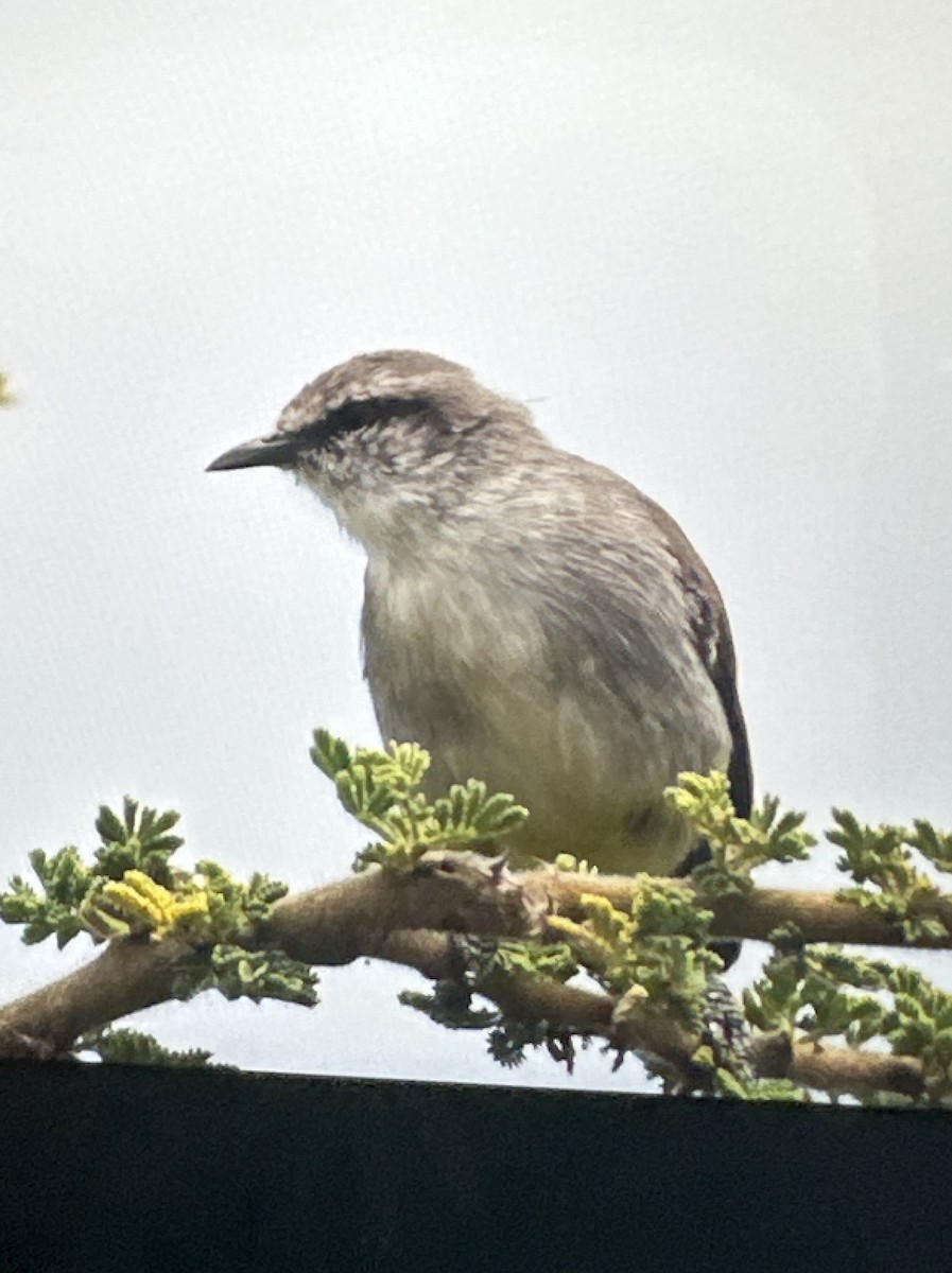 Yellow-bellied Eremomela - ML619517677