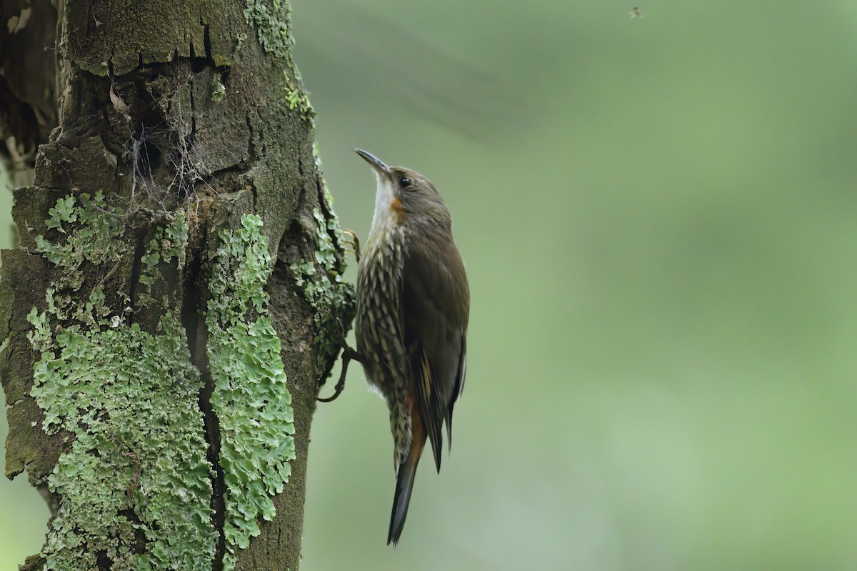 White-throated Treecreeper - ML619517678