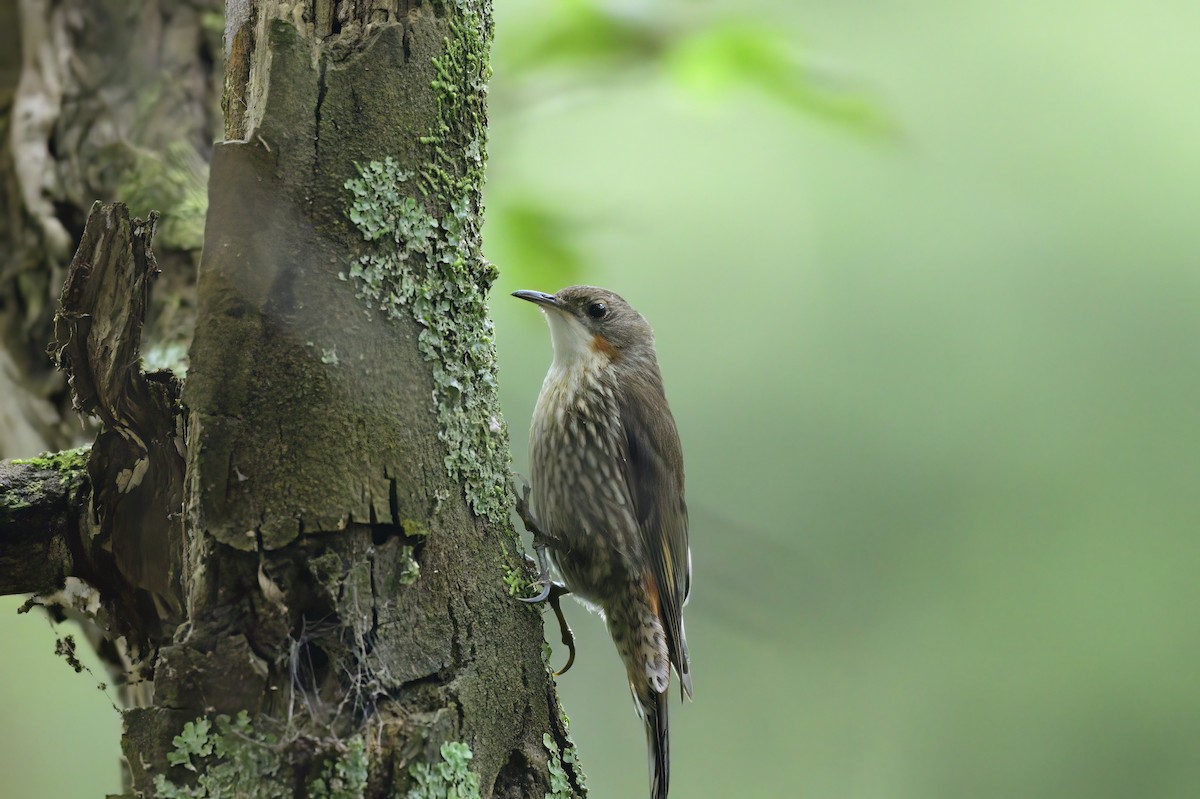 White-throated Treecreeper - Ken Crawley