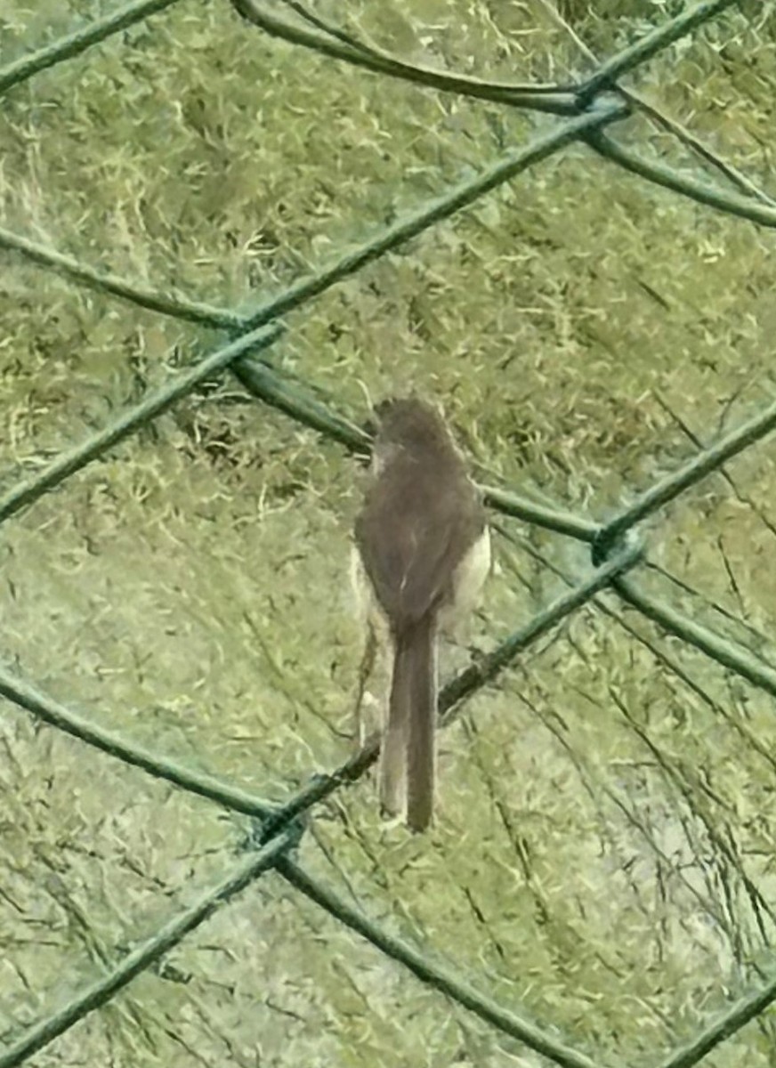 Plain Prinia - MIAOLING HSIEH