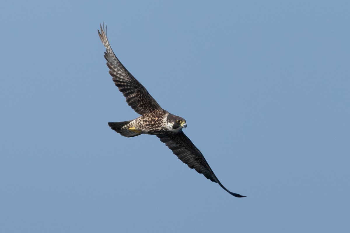 Peregrine Falcon - Jeerapa Sookgaew