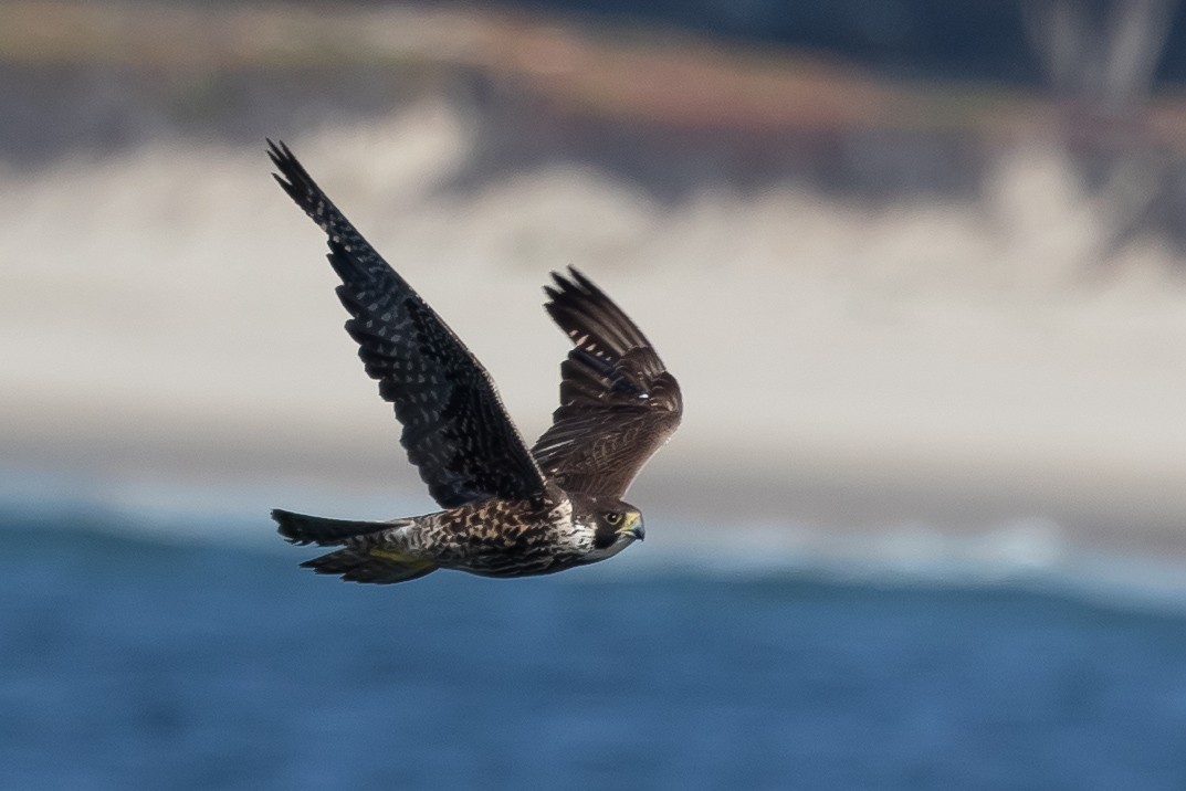 Peregrine Falcon - Jeerapa Sookgaew