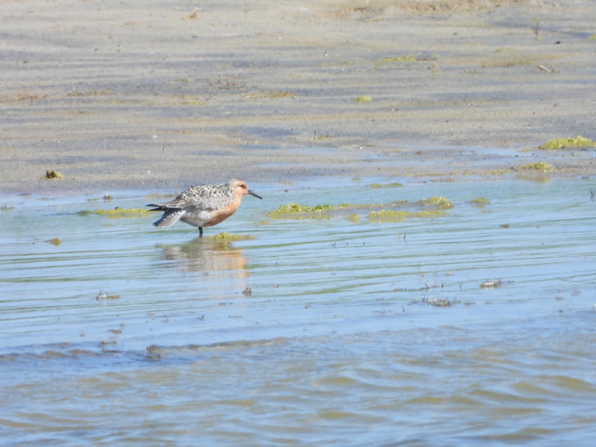 Red Knot - Dan Shuber