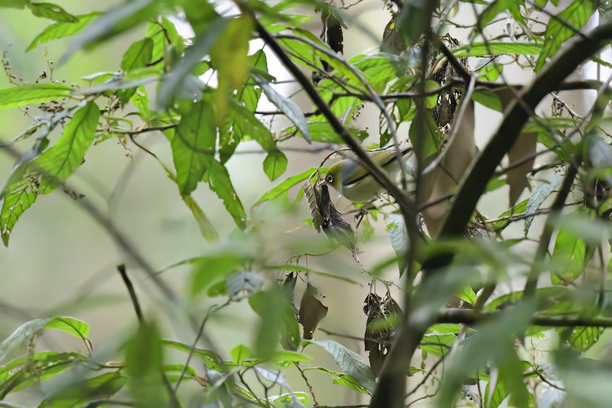 Silvereye - Ken Crawley