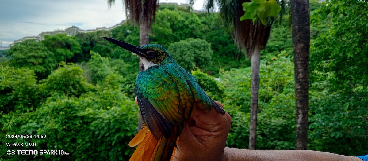 Rufous-tailed Jacamar - Luis Mieres Bastidas