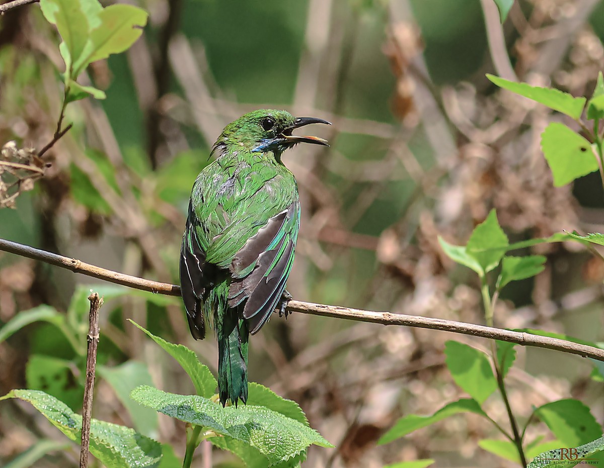 Golden-fronted Leafbird - Rajeev Bisht