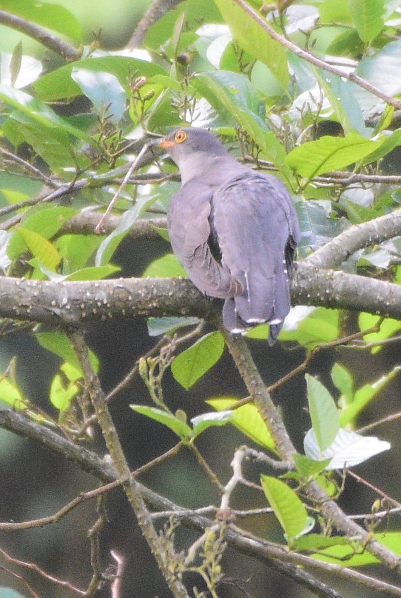 Common Cuckoo - Dibyendu Saha