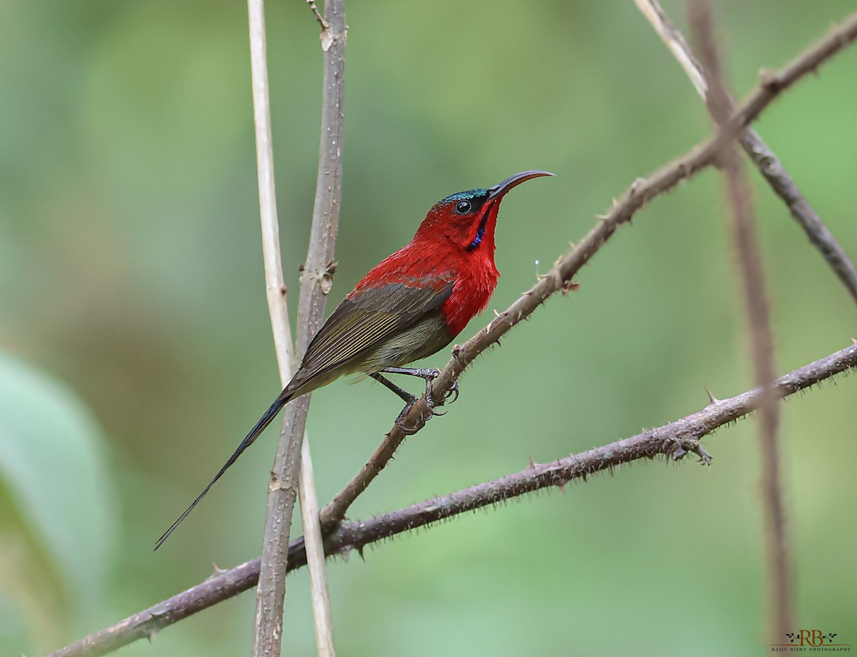Crimson Sunbird - Rajeev Bisht