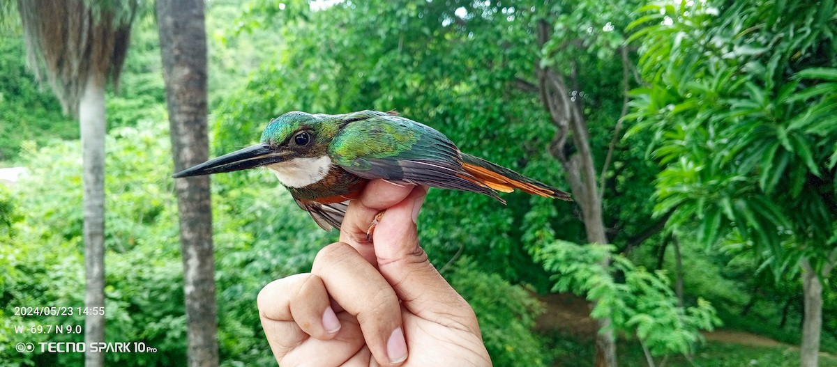 Rufous-tailed Jacamar - Luis Mieres Bastidas