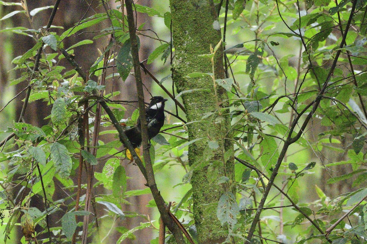 Eastern Whipbird - ML619517705